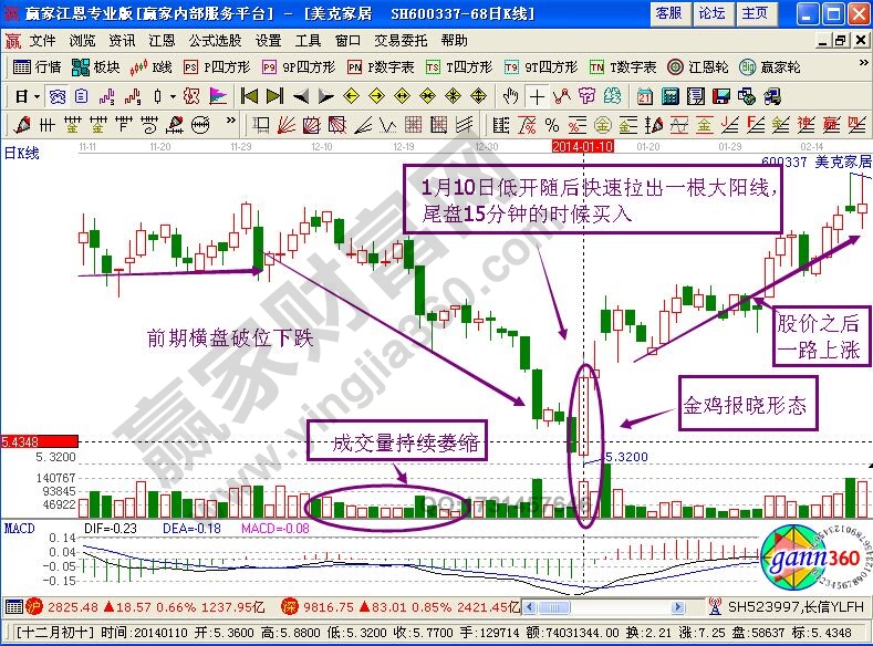 金鸡报晓形态